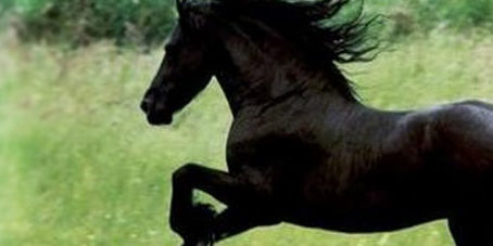 featureslider_caballo