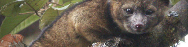 featureslider_Olinguito