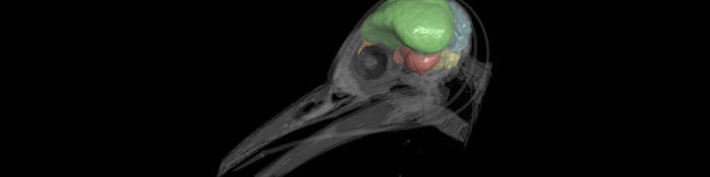 featureslider_pajaro