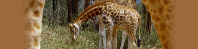 featureslider_girafa