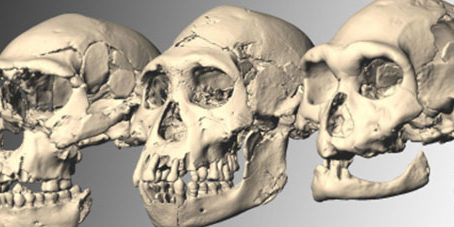 featureslider_craneo