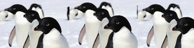 featureslider_pinguino