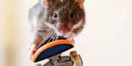 featureslider_raton-skate