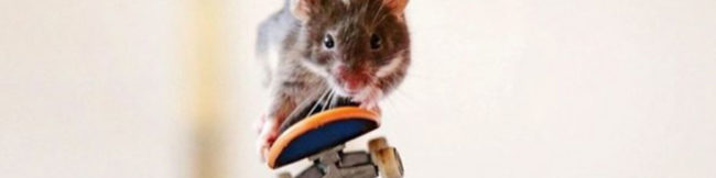 featureslider_raton-skate