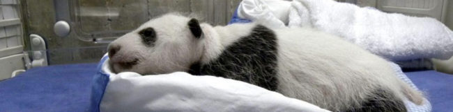 featureslider_panda