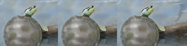 featureslider-tortuga