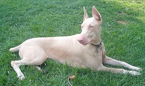 Doberman albino