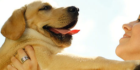 featureslider_amorperros