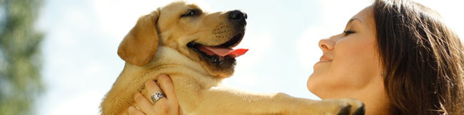 featureslider_amorperros