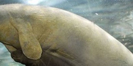 featureslider_efeverde