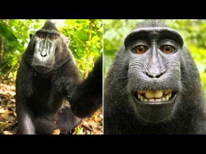 El controversial ´selfie´ de un macacos indonesio con la cámara del fotógrafo David J. Slater