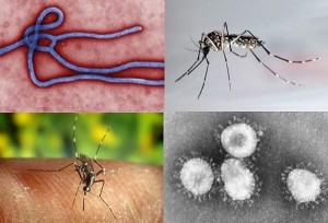 Diferencias entre el ébola, dengue y chikungunya