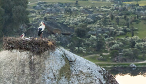 La provincia de Cáceres alberga el mayor número de cigüeñas. En la imagen, un nido rodeado de dehesa. / Francisco Eduardo Martín Cano