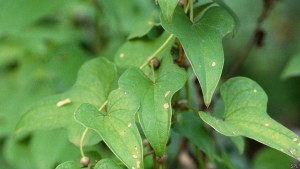 Los ancestros de las cianobacterias lograron desarrollar un método para tomar energía de la luz del sol y usarla para fabricar azúcares del agua y dióxido de carbono. Es lo que llamamos fotosíntesis