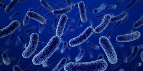 bacterias