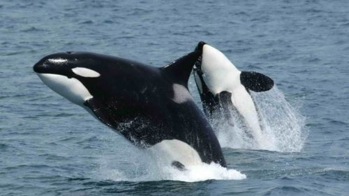 Orcas1