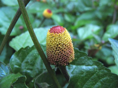 spilanthes