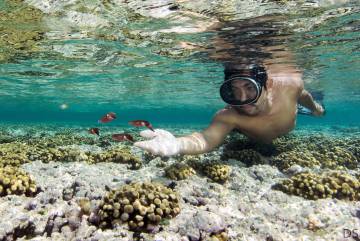 Uno de los investigadores, con los corales. THE NATURE CONSERVANCY