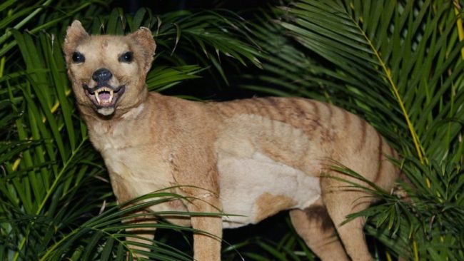 Tigre-de-Tazmania