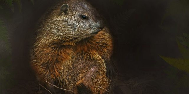 Pennsylvania-Groundhog-1