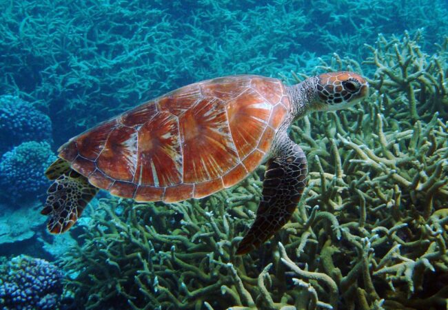 Tortuga