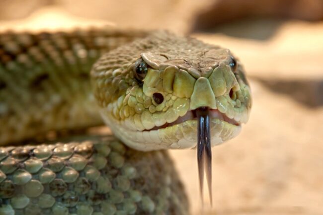 serpiente