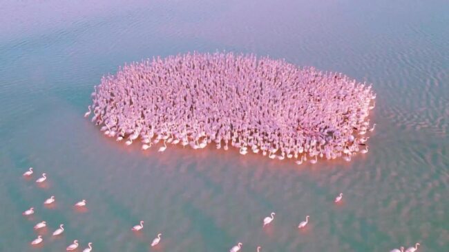 flamencos