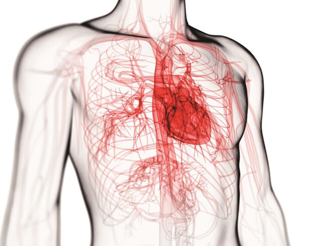 Cardiovascular system, computer artwork.